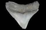 Serrated, Juvenile Megalodon Tooth - Georgia #90747-1